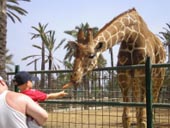 Feeding the Giraffe